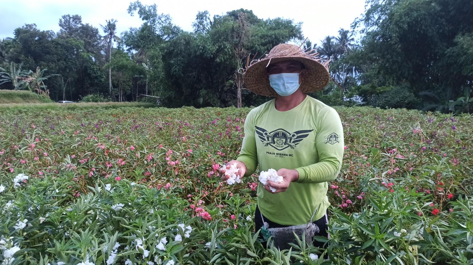 Made-Adnyana-Petani-bungan-Pacar-asal-Desa-Sibang-Gede.jpg