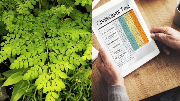 Manfaat-daun-kelor-untuk-kolesterol.jpg