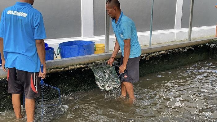 Kisah WBP Rutan Negara Jembrana Budidaya Ikan Lele, Sekali Panen Dapat 2 Kuintal Lele