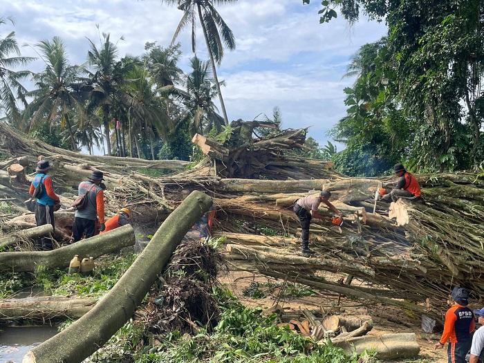 TUTUP Total Badan Jalan, Pohon Beringin Tua Tumbang di Desa Getakan