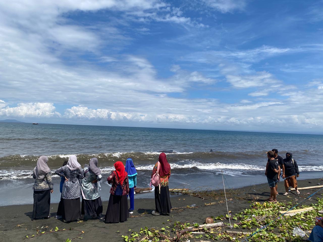 Paus Terdampar di Jembrana Bali Jadi Tontonan, Evakuasi Tunggu Air Laut Surut, Pedagang Panen Rezeki