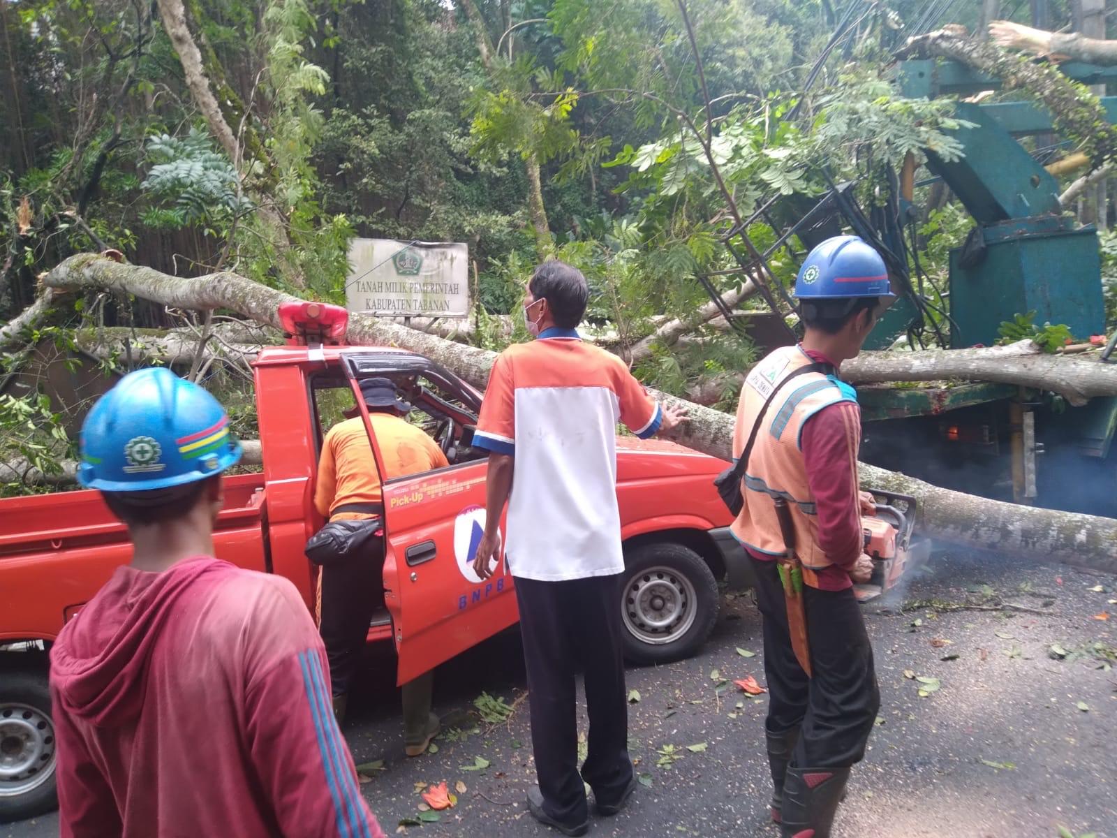 Ada Lima Orang Korban Pohon Tumbang Di Hutan Kota Pesiapan Jalan Denpasar-Gilimanuk