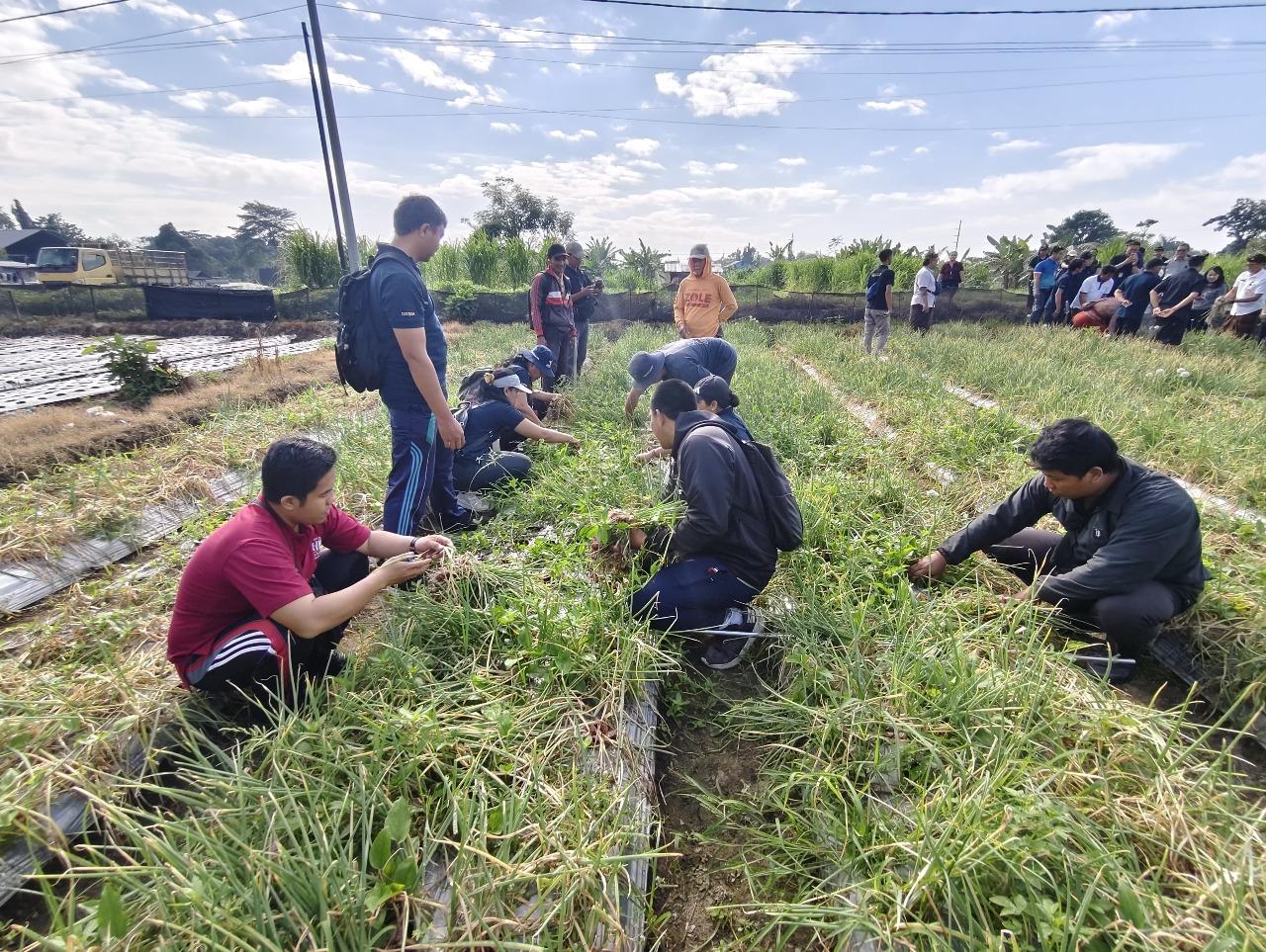 Penguatan-Ketahanan-Pangan-Distan-Denpasar-Bali-Tanam-Bawang-Merah-di-5-Subak.jpg