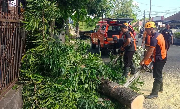 Pohon di Jembrana Terbelah, Diserempet Truk hingga Tutup Setengah Badan Jalan