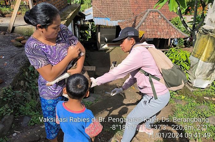 Buntut Kasus Pertama Positif Rabies di Jembrana, Petugas Gelar Vaksinasi Lanjutan, 231 HPR Tervaksin