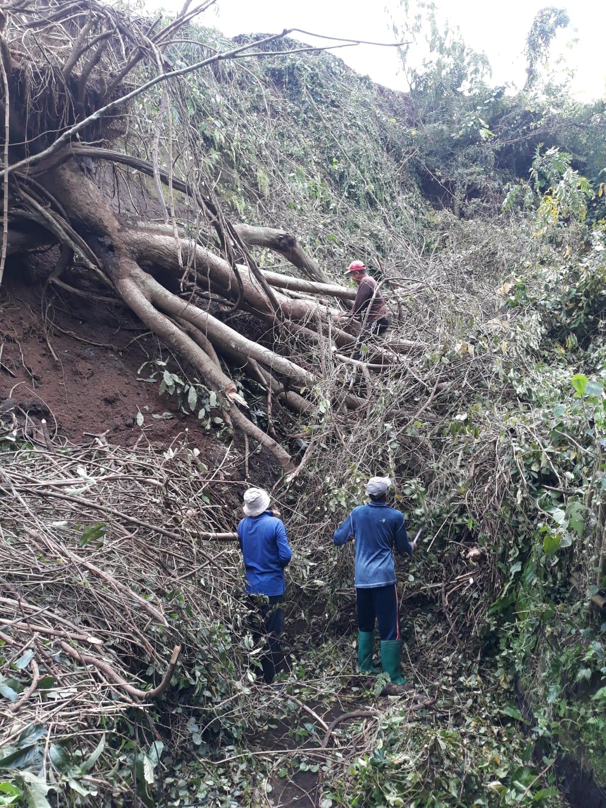 POHON TUMBANG, Tutup Saluran Irigasi di BANJARANGKAN Klungkung