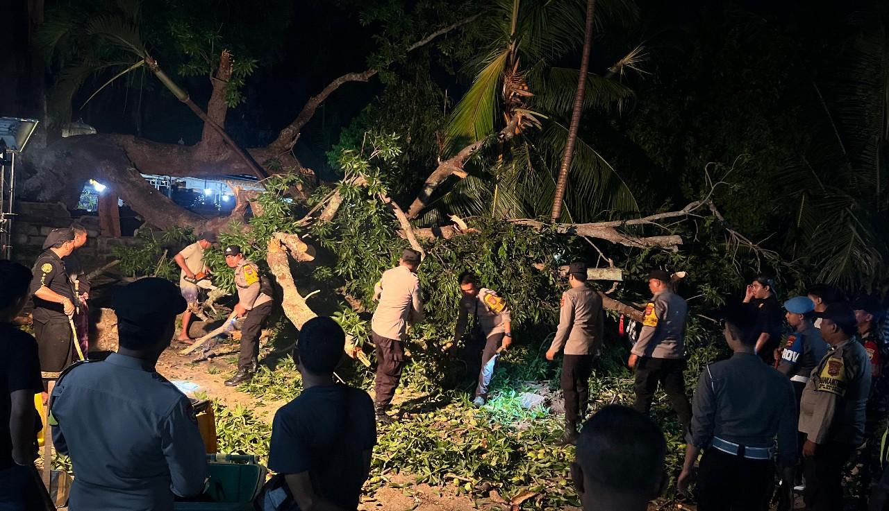 Pohon Tumbang Saat Purnama di Pura Segara Penataran Ped Bali, Seorang Pemedek Meninggal Dunia