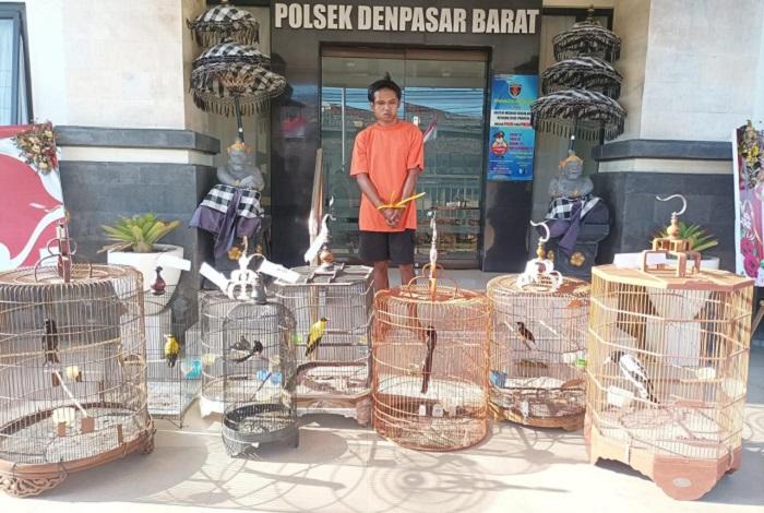 Residivis Maling Burung Diciduk Bersama Belasan Burung, Sempat Jual Murai Seharga Rp1,3 Juta - Tribun-bali.com