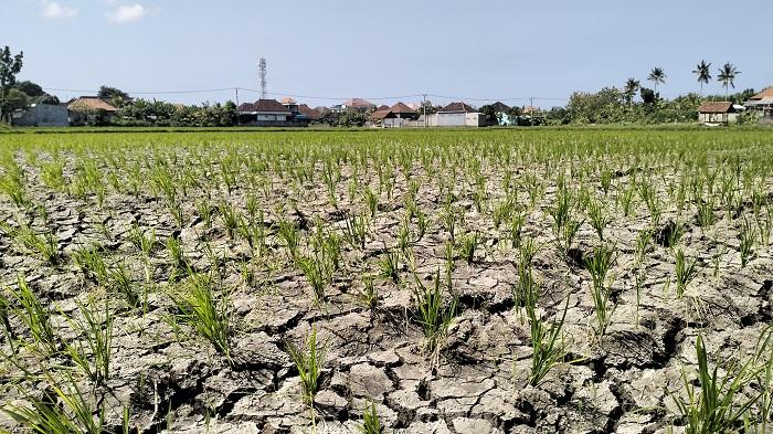 Musim Kemarau Diprediksi Hingga September, BPBD Jembrana Siapkan Tandon Air, Antisipasi Kekeringan - Tribun-bali.com