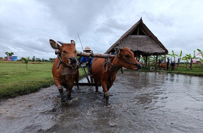 Salah-satu-atraksi-di-Desa-Budaya-Kertalangu-Denpasar.jpg
