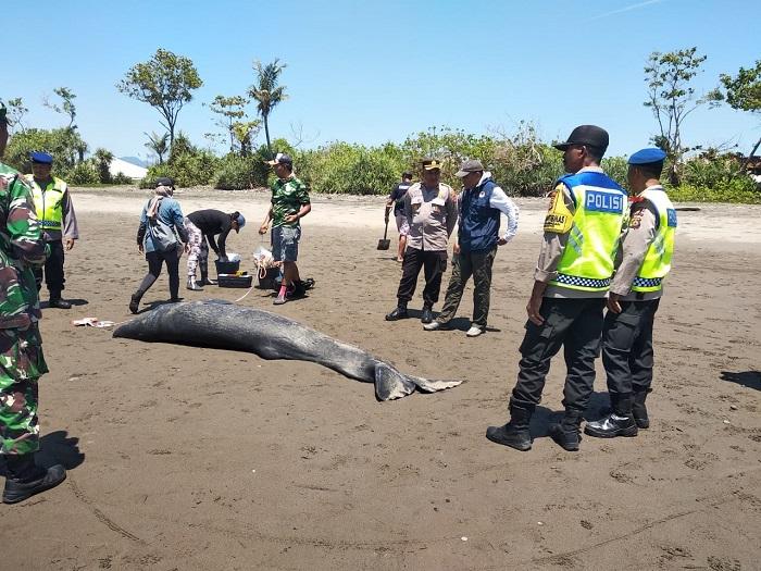 Salah-satu-mamalia-laut-terdampar-lalu-mati.jpg