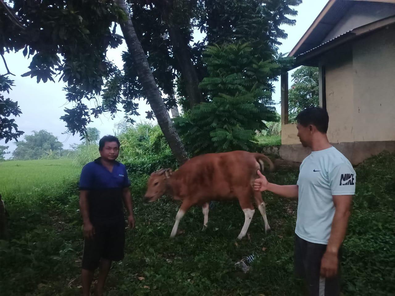 Sapi-betina-milik-Komang-Arjana-yang-sempat-dilaporkan-hilang.jpg