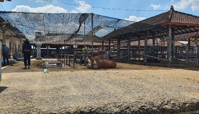 Sapi-sapi-yang-sebelumnya-di-jual-di-Pasar-Hewan-Beringkit.jpg