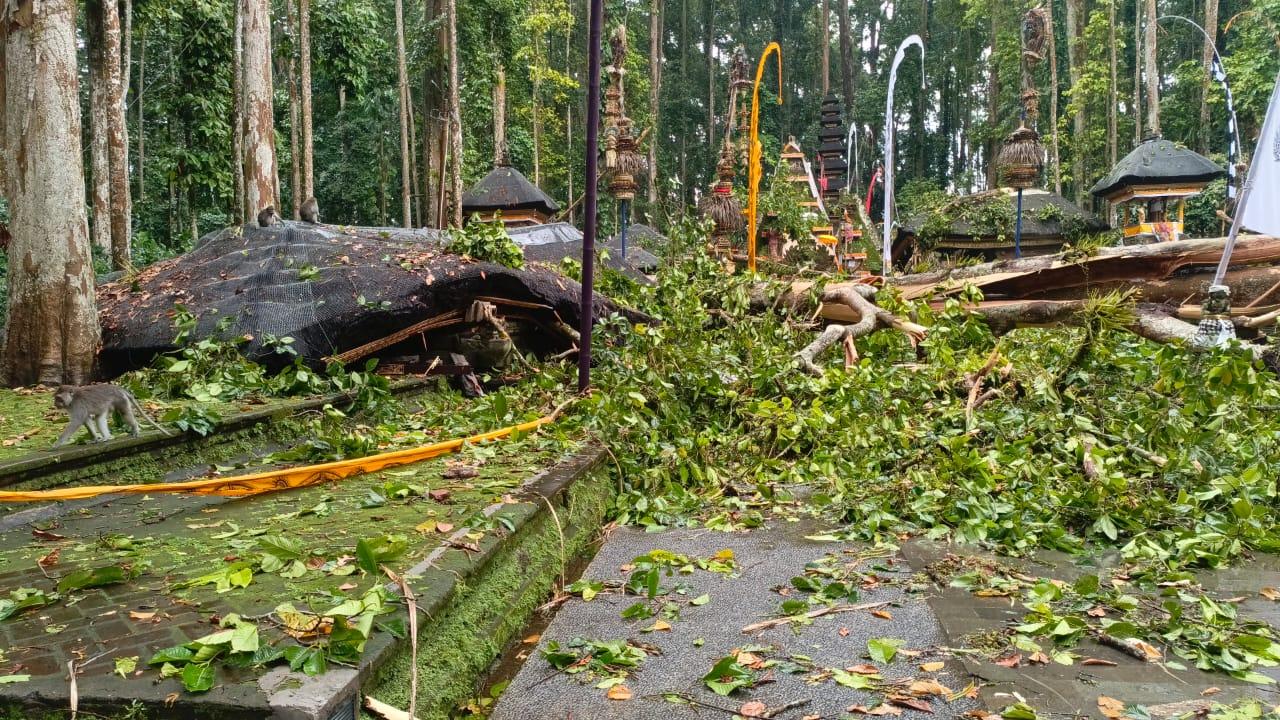 Sejumlah-warga-di-Sangeh-saat-melihat-pohon-tumbang.jpg