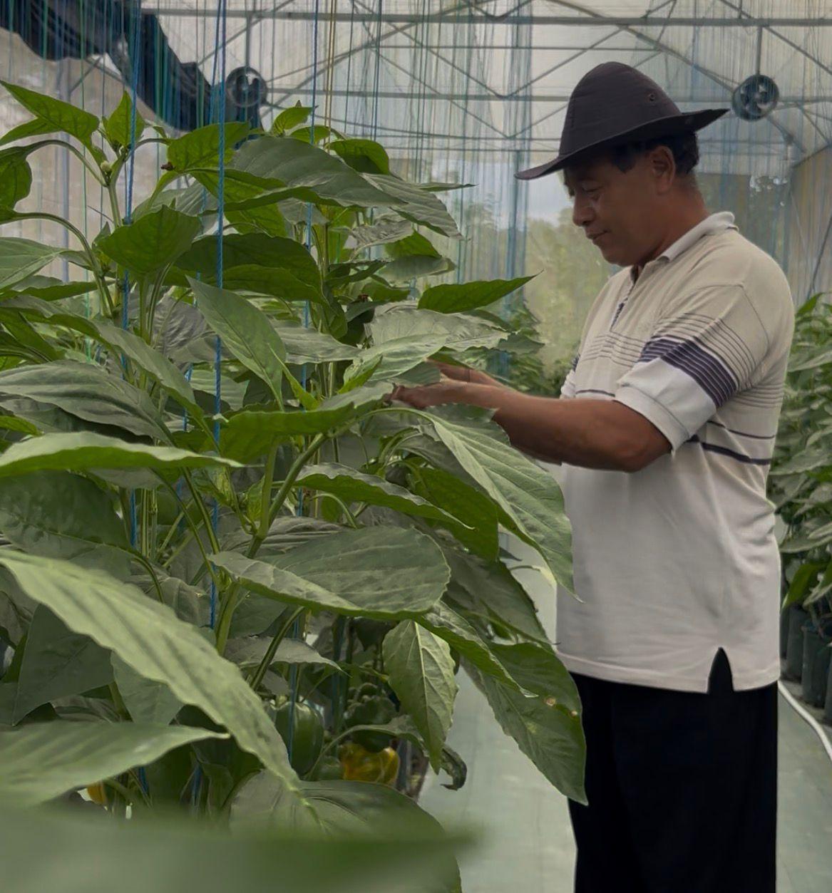 Selama-empat-tahun-terakhir-Sandi-membangun-budidaya-paprika-berbasis-greenhouse.jpg