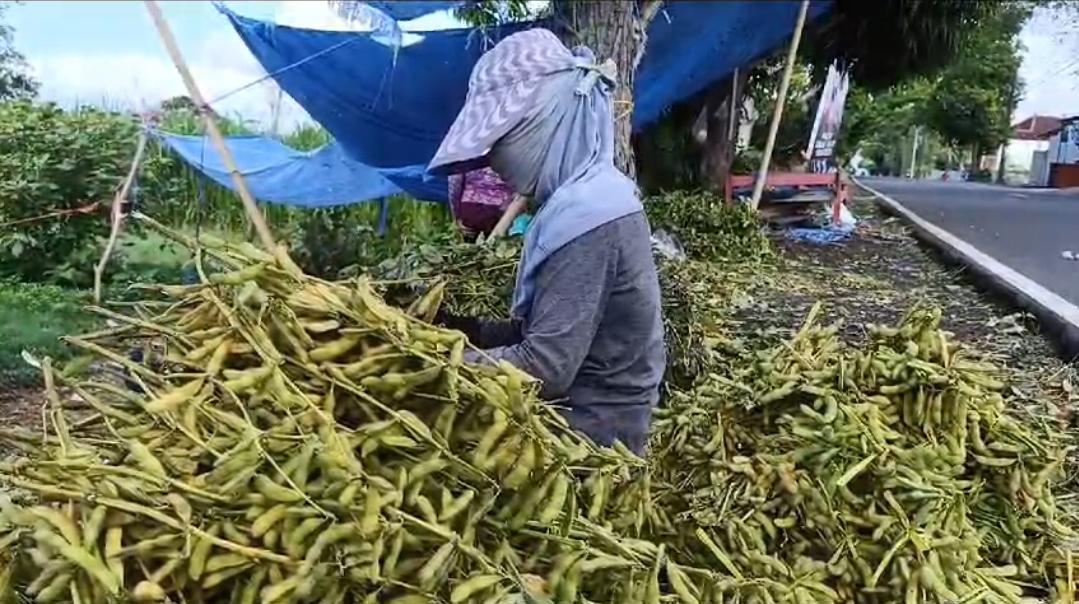 Luasan Pertanian Kedelai di Klungkung Mencapai 387 Hektar, Tahun Ini Hasilkan 1.566 Ton