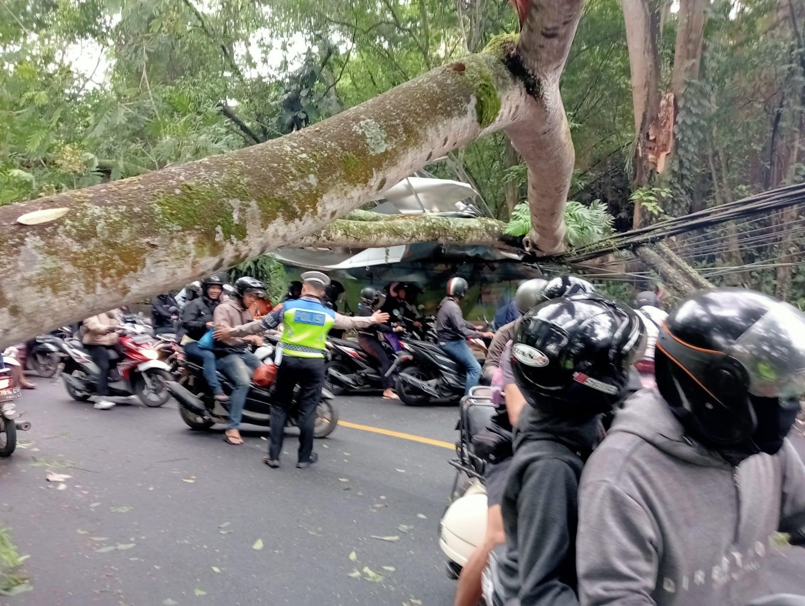 Suasana-batang-pohon-yang-tumbang-Yang-membuat-Jalan-Denpasar-Gilimanuk-macet-total.jpg