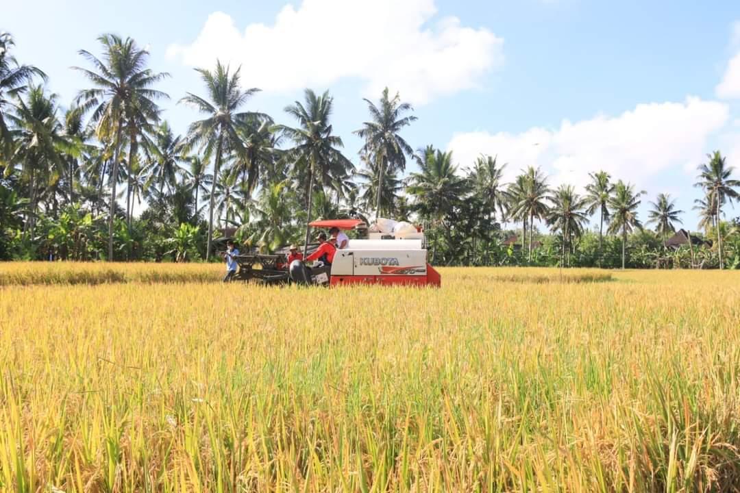 Suasana-panen-raya-tanaman-padi-di-Jembrana-belum-lama-ini.jpg