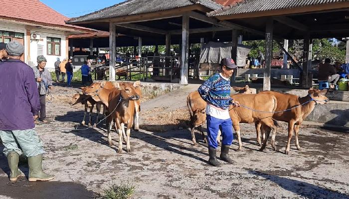 Suasana-pedagang-sapi-di-pasar-hewan-Kayuambua.jpg