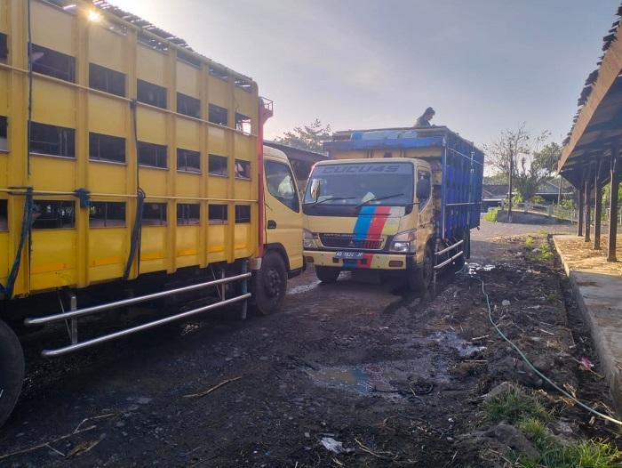 Babi Dibius Saat Perjalanan, Dua Truk Pengangkut Ratusan Ekor Babi Digagalkan Kodim Jembrana