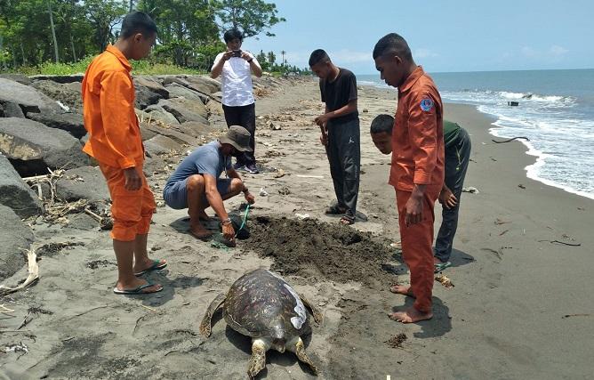 Suasana-saat-relawan-melakukan-penguburan-penyu-hijau-yang-ditemukan-kondisi-mati.jpg