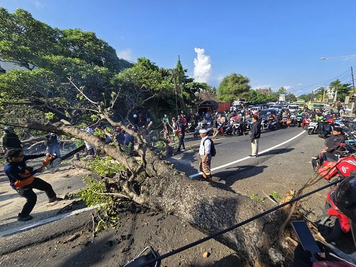 Pohon Perindang Tumbang hingga Tutup Jalur Lalin Klungkung-Karangasem, Sebabkan Kemacetan 30 Menit