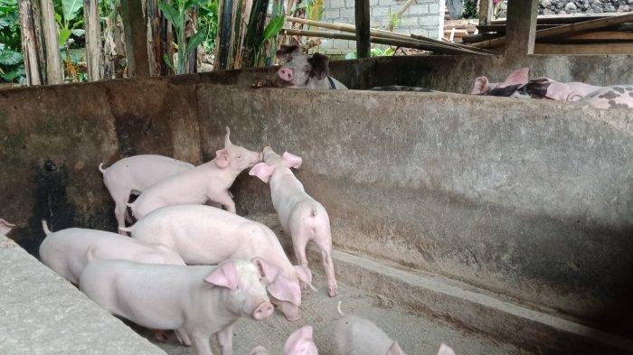Tabanan-Setop-Sementara-Pengiriman-Babi-Jakarta-Menurunkan-Harga-Beli.jpg
