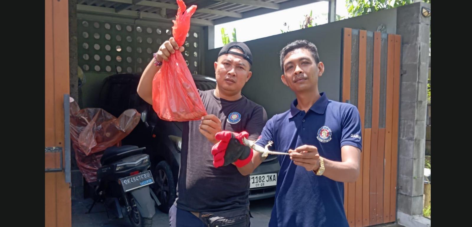 Takut Dengan Tokek, Warga Lapor Ke Damkar Gianyar Bali, Ditemukan 11 Tokek Di AC