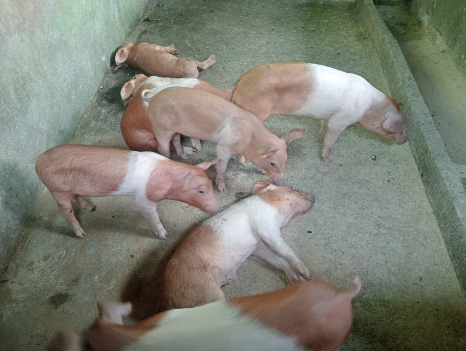 Ternak-Ternak-babi-milik-warga-di-Kecamatan-Payangan-Gianyar-Bali-mati.jpg