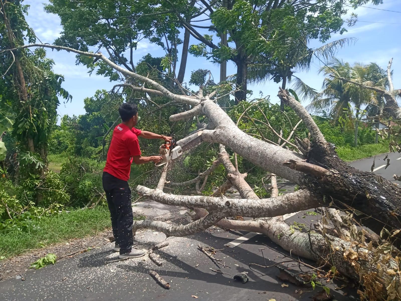 Tim-trc-regu-2-BPBS-Tabanan-melakukan-evakuasi-pohon-tumbang.jpg