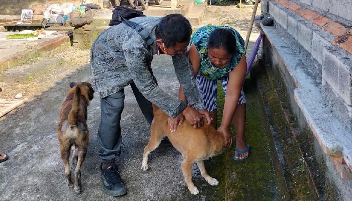 Vaksinasi-anjing-yang-dilakukan-oleh-Dinas-pertanian-Tabanan.jpg