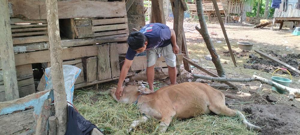 Warga-saat-menunjukkan-sapi-peliharaan-yang-ditemukan-mati.jpg
