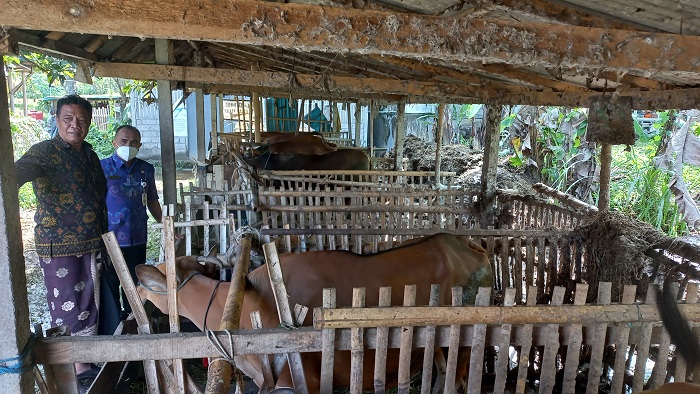 AGUNG ANOM Minta Gencarkan Upaya Pencegahan PMK Pada Ternak