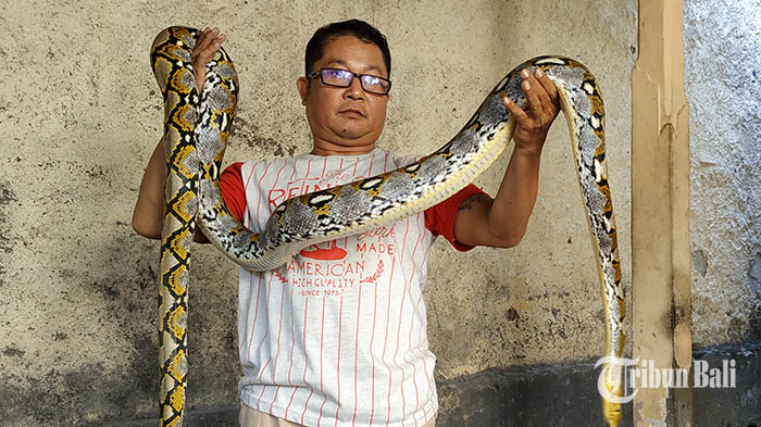 Fakta-fakta Tentang Fenomena Teror Ular, dan Ini yang Harus Dilakukan Jika Ular Masuk ke Rumah Anda