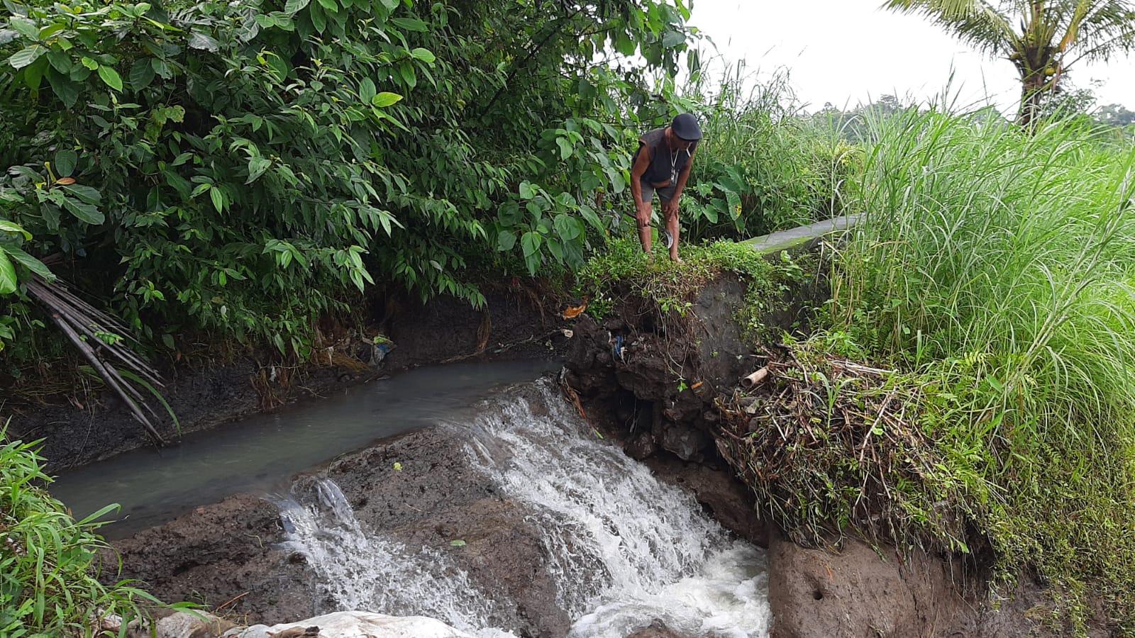 JEBOL! Irigasi Subak Selisihan Klungkung, Simak Beritanya Berikut Ini