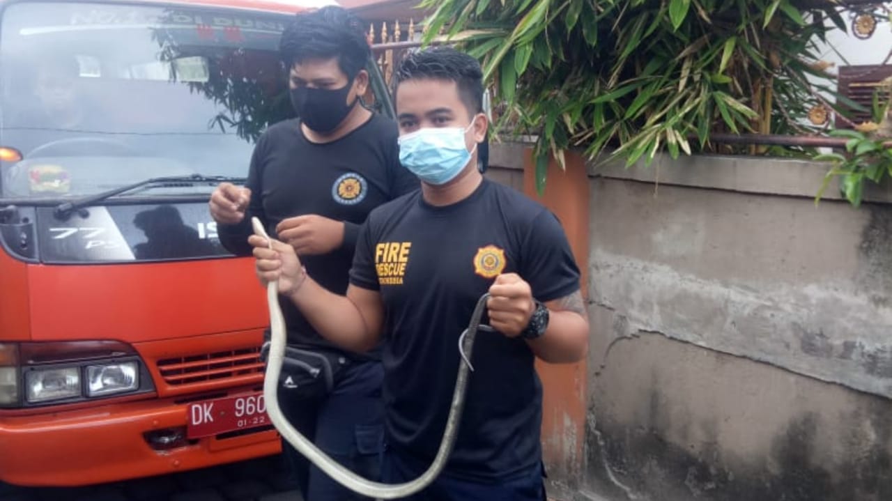 Ular Sepanjang Satu Meter Muncul di Teras Rumah Warga di Jalan Nangka Selatan