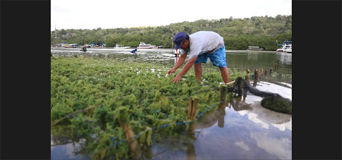 Gagas Inovasi Kluster Rumput Laut, Brida Upayakan Sinergikan Pertanian Rumput Laut dan Pariwisata