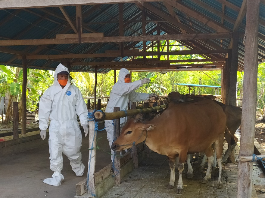 Gara-gara Tak Punya E-KTP, Ganti Rugi Sapi Mati PMK di Gianyar Ditunda