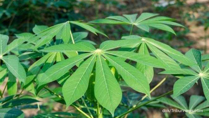 5 Manfaat Daun Singkong untuk Kesehatan, Pereda Diare hingga Tingkatkan Daya Tahan Tubuh