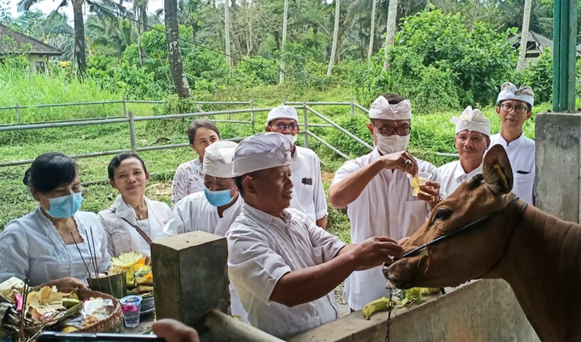 Tumpek Uye atau Tumpek Kandang Sebagai Wujud Pelestarian Fauna, Ini Manfaatnya