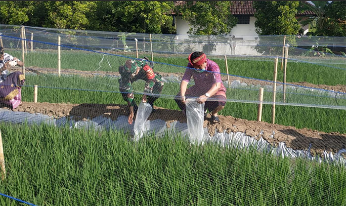 Kembangkan Mina Padi, 8.000 Ekor Bibit Ikan Nila Ditebar di Subak Kedu Buleleng