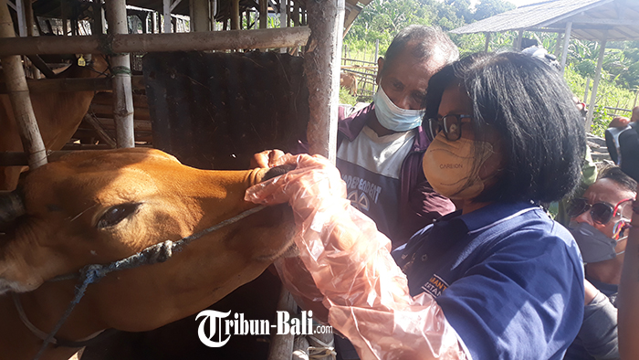 dinas-pertanian-kota-denpasar-melaksanakan-pengecekan-sapi-untuk-antisipasi-pmk.jpg