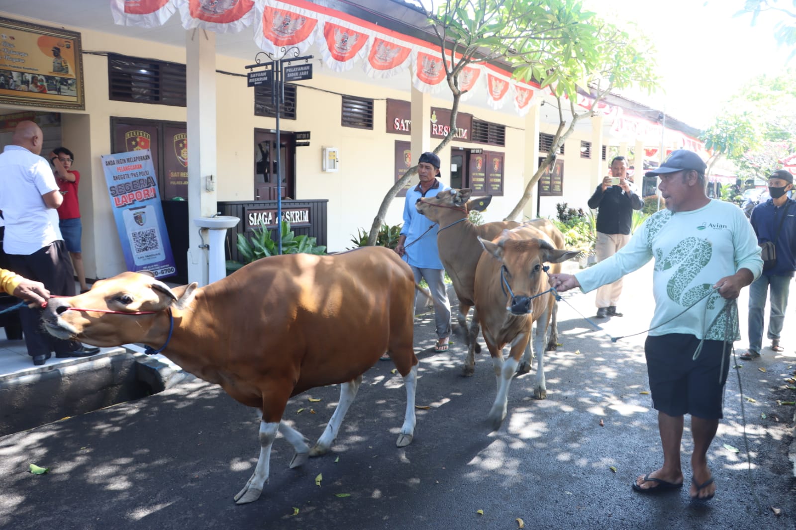 Dewa Yoga Diamankan Polres Jembrana, Gondol 4 Ekor Sapi Dalam Sebulan Peternak Merugi Rp9-14 Juta