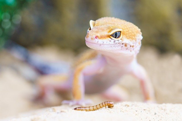 foto-ilustrasi-cicak-dan-cacing.jpg