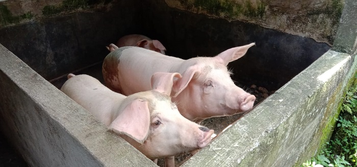 ilustrasi-babi11.jpg