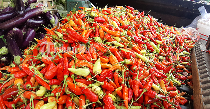 ilustrasi-cabai-1.jpg
