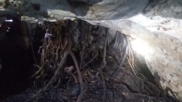 Bukan Sekedar Cerita Belaka Gua Ini Dihuni Jenis Ular Putih, Warga Sebut Ukurannya Capai 23 Meter