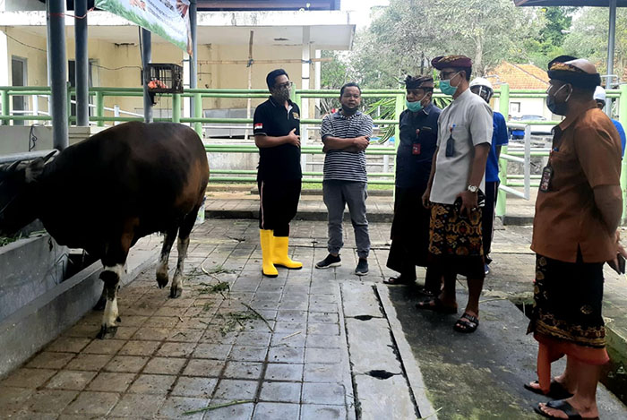 Dinas Pertanian dan Pangan Badung Lakukan Pemeriksaan terhadap Hewan yang Akan Dijadikan Kurban