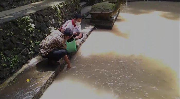 Sesuai Terget, 2 Juta Benih Ikan Bisa Ditebar di Wilayah Badung, Banyak Diminati Kelompok Budidaya