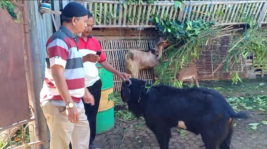 kondisi-penjualan-kambing-di-klungkung-merosot-jelang-idul-adha.jpg